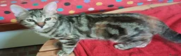 Europeo gatti in regalo: Mirta e Mago': due streghette cercano magia - Annuncio 3