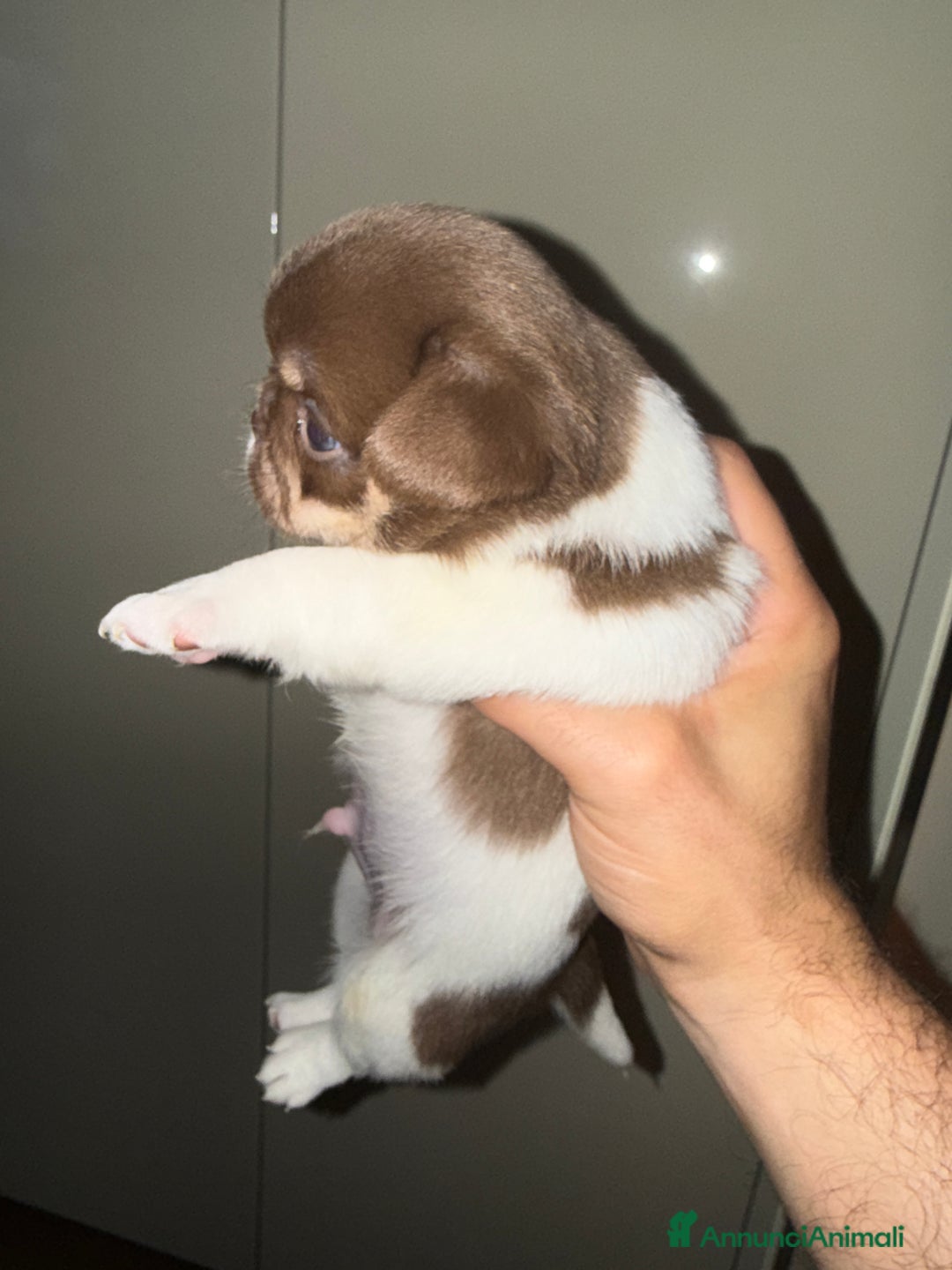 Chihuahua cani in vendita: Chihuahua - Annuncio 5