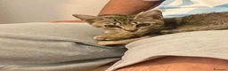 Meticcio gatti in regalo: Dolcissima micina di 3 mesi - Annuncio 2