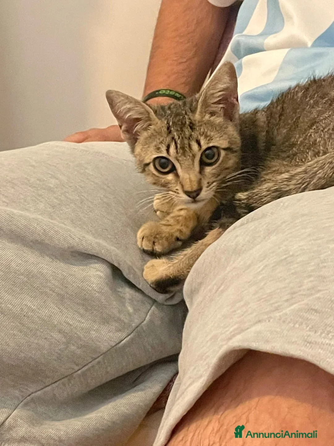 Meticcio gatti in regalo: Dolcissima micina di 3 mesi - Annuncio 2