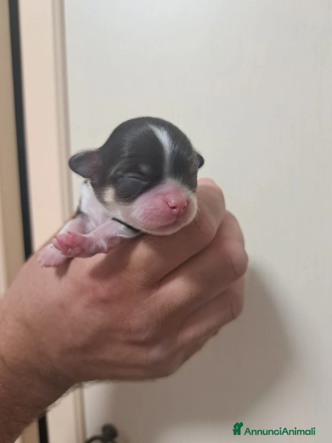 Chihuahua cani in vendita: Chihuahua pelo lungo lillac  - Annuncio 4