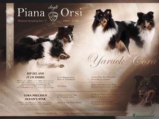 Shetland Sheepdog cani in vendita: Shetland sheepdog litter. J - Annuncio 2