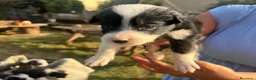Border Collie cani in vendita: Cuccioli di Border collie - Annuncio 3