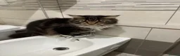 Maine Coon gatti in vendita: Cuccioli di Maine Coon - Annuncio 17
