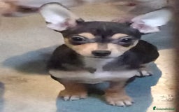 Pinscher Tedesco cani in vendita: Vendo - Immagine 2