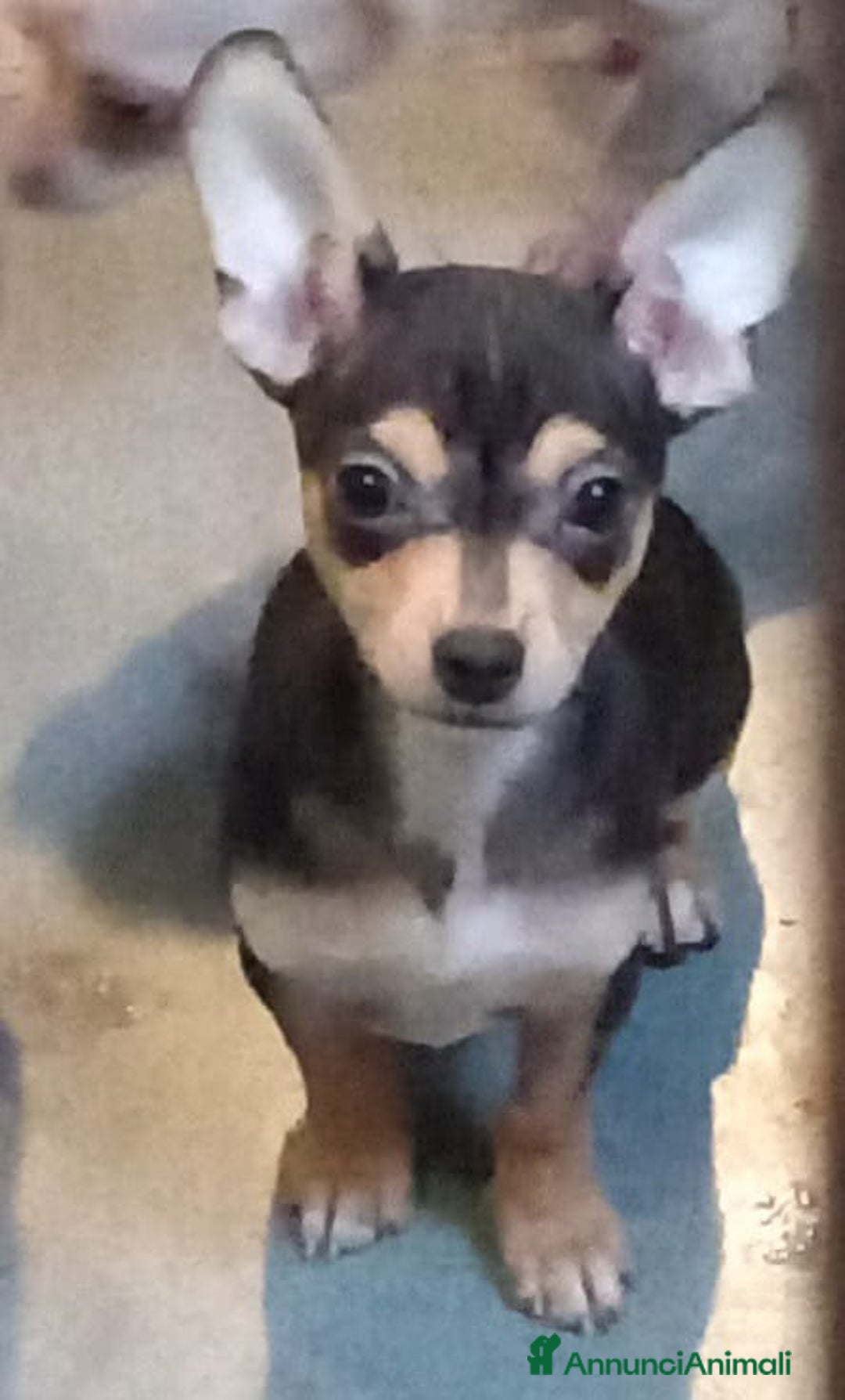 Pinscher Tedesco cani in vendita: Vendo - Immagine 2
