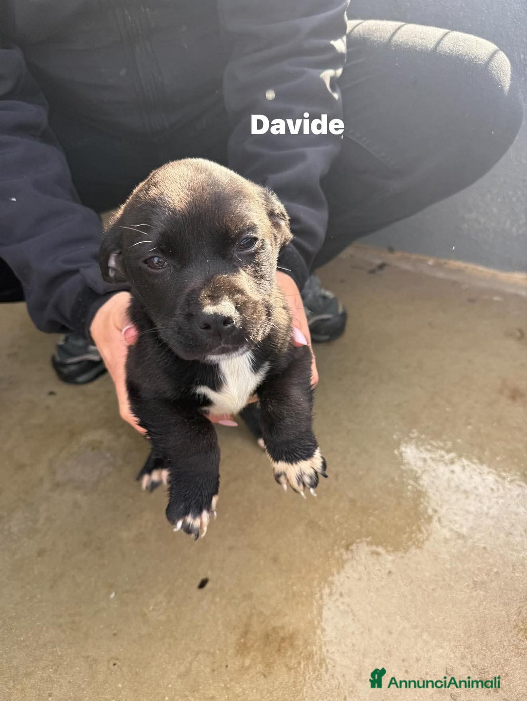 Meticcio cani in regalo: Quattro cuccioli simil pitt!  - Annuncio 3