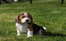 Beagle cani in vendita: Cuccioli di Beagle robusti e magnifici, KC Reg a Città metropolitana di Milano - Immagine 8