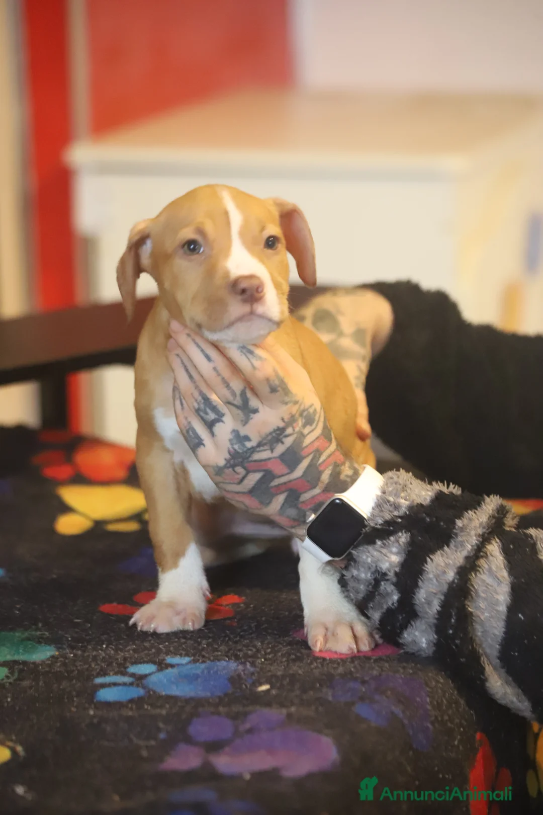 Pitbull cani in vendita: Cuccioli di Pit Bull con pedigree anche a rate - Annuncio 8