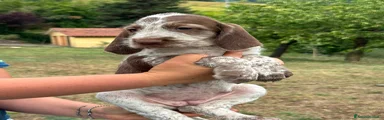 Spinone 7