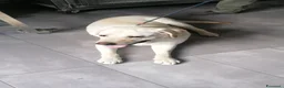 Labrador cani in regalo: Teodoro, Labrador in Canile - Annuncio 11