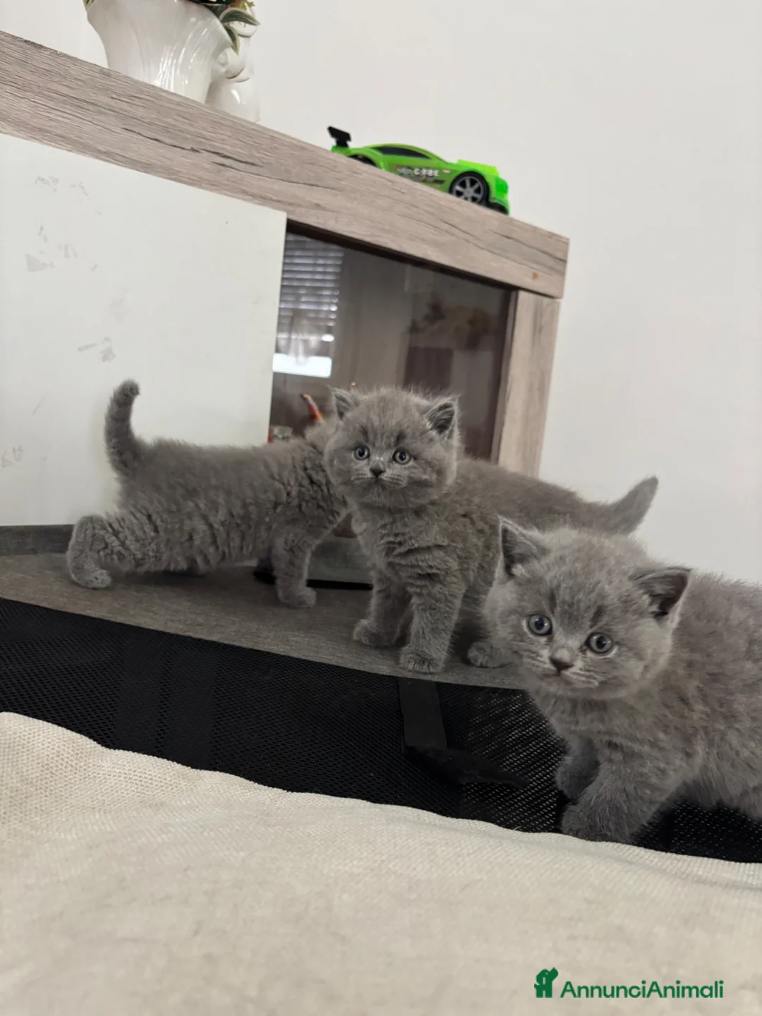British gatti in vendita: Cuccioli British shorthair  a Provincia di Como - Annuncio 5