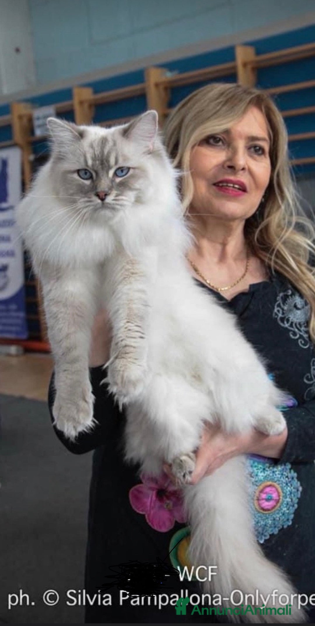 Ragdoll gatti in vendita: Cucciolata blu mitted/tabby - Annuncio 7