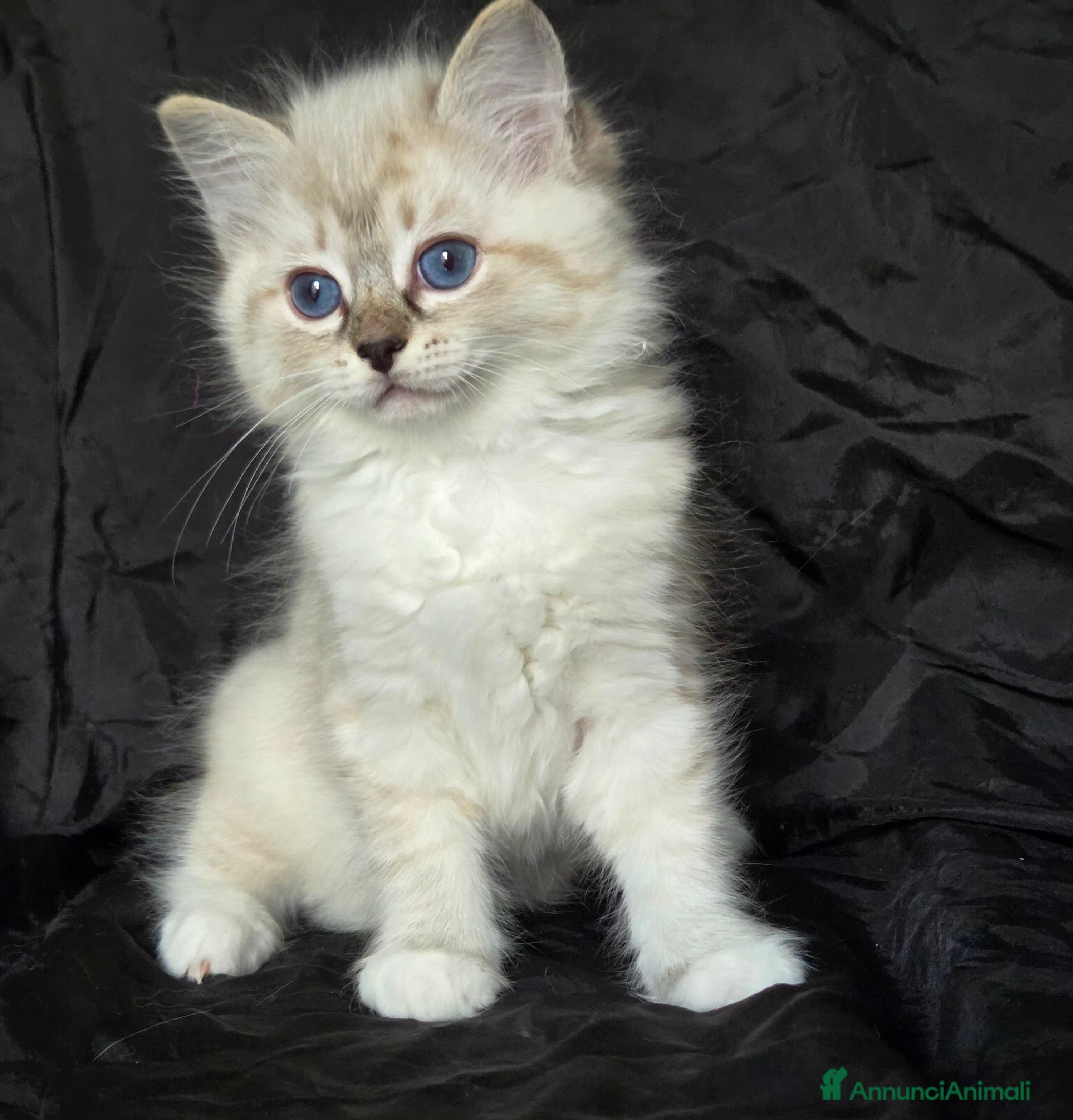 Ragdoll gatti Cuccioli di Ragdoll di alta genealogia  - Annuncio 2