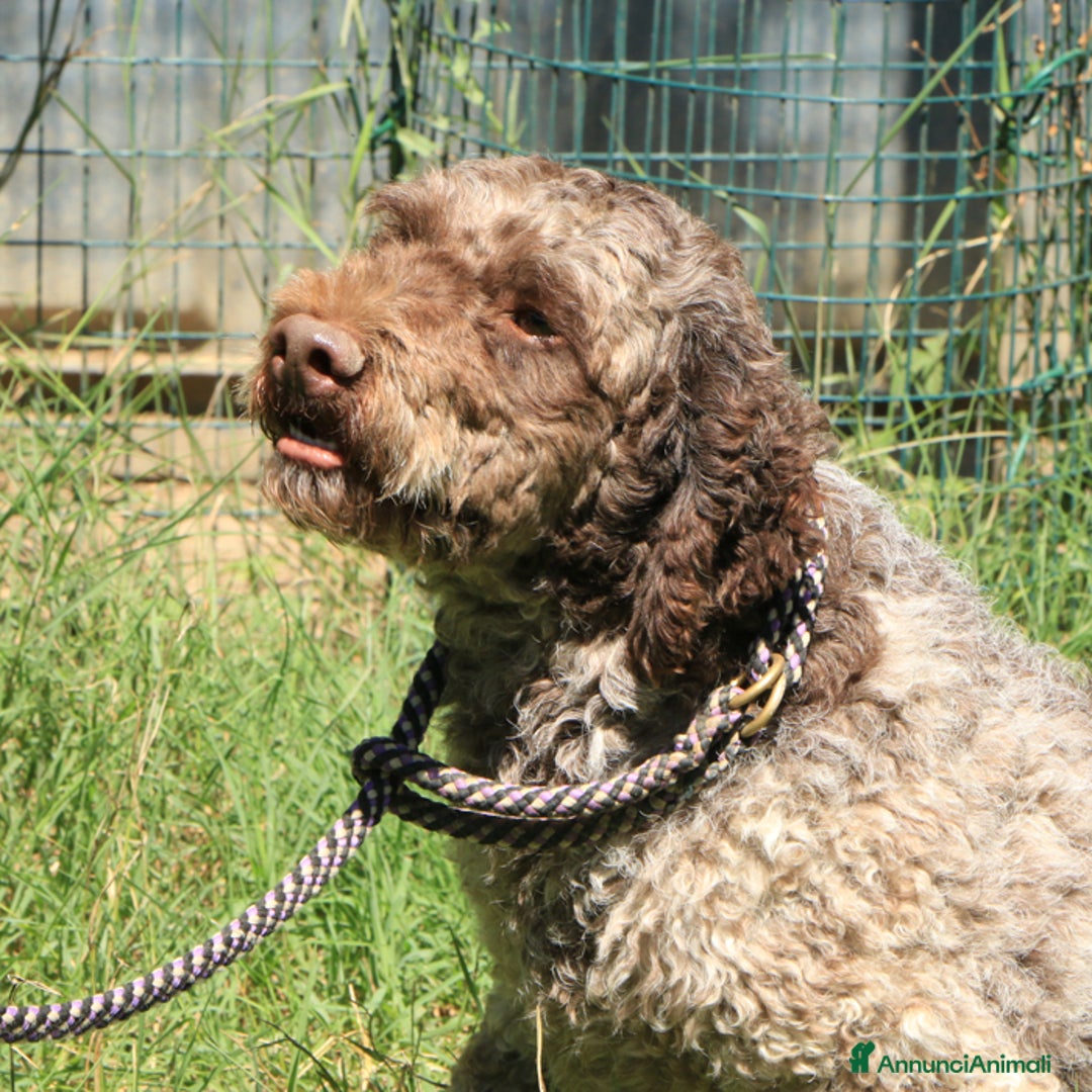 Lagotto cani in vendita: Lagotto romagnolo - maschio adulto 2 a Provincia di Ravenna - Annuncio 4