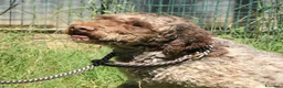 Lagotto cani in vendita: Lagotto romagnolo - maschio adulto 2 a Provincia di Ravenna - Annuncio 4