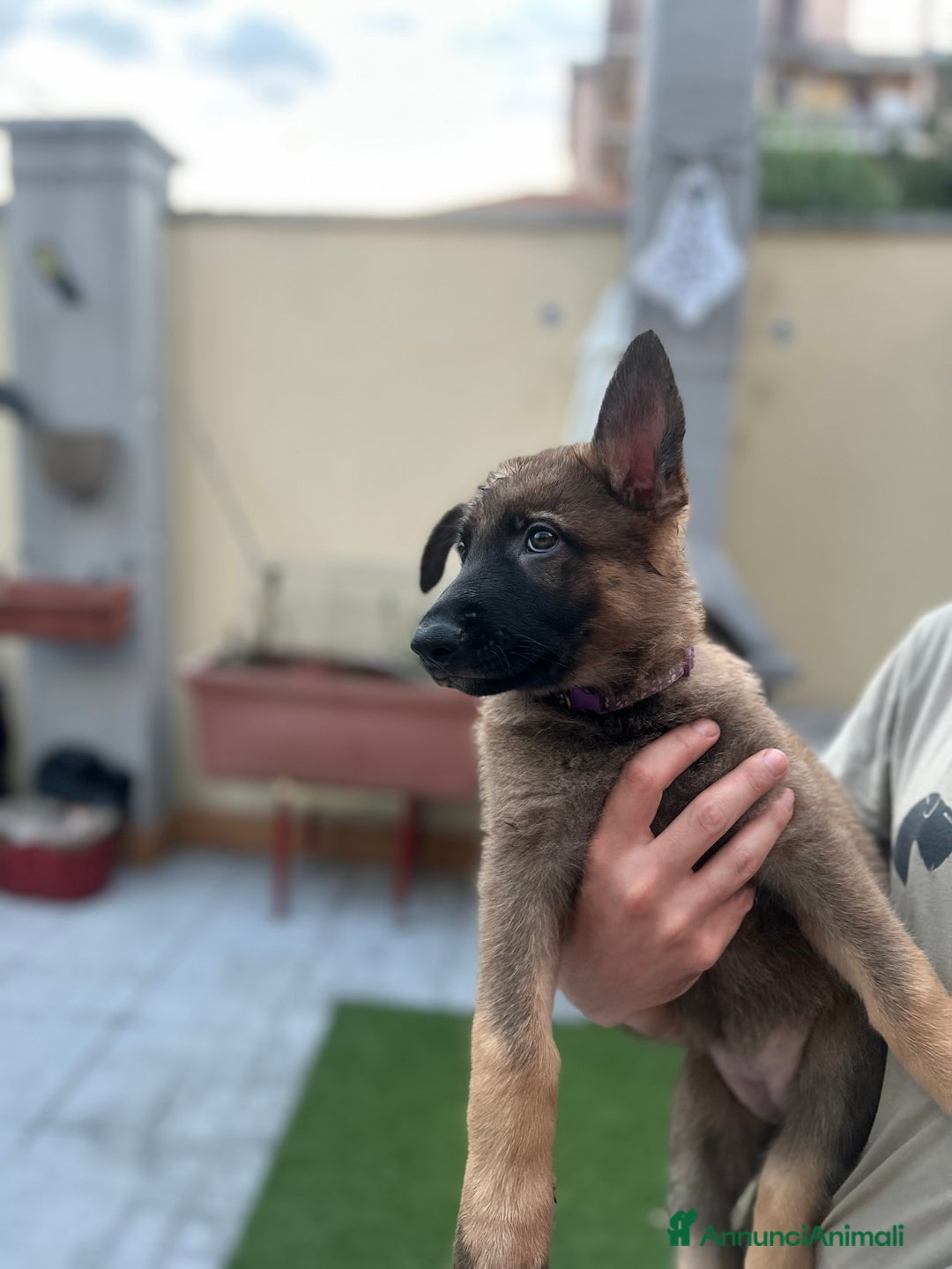 Pastore Tedesco cani in vendita: Ultima della cucciolata !  a Provincia di Varese - Immagine 3