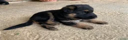 Pastore Tedesco cani in vendita: Disponibili cuccioli di pastore tedesco a Provincia del Sulcis Iglesiente - Annuncio 7