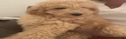 Barboncino cani in vendita: Barboncina - Annuncio 1
