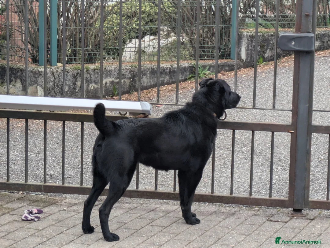 Meticcio cani in regalo: Cane pastore meticcio  - Annuncio 2