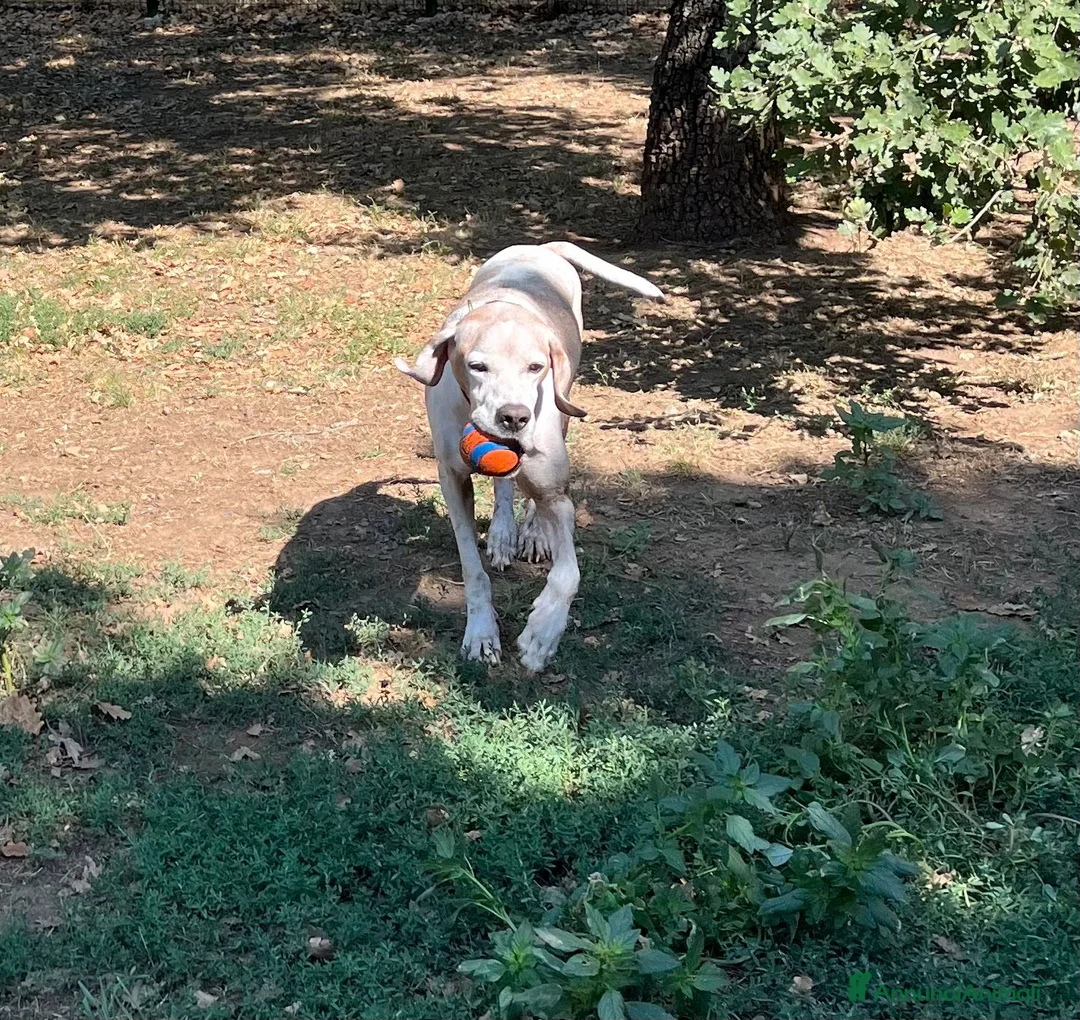 Pointer cani in regalo: VENTO un tesoro tutte coccole a Pomezia - Annuncio 13