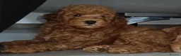 Barboncino Toy cani in vendita: Barboncino toy red DISPONIBILE  - Annuncio 7