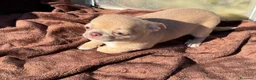 Chihuahua cani in vendita: Cuccioli chihuahua con pedigree Enci - Annuncio 5