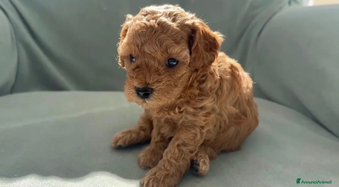 Meticcio cani in vendita: Cucciolo barboncino toy red a Provincia di Ascoli Piceno - Annuncio 2