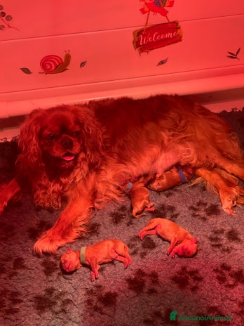 Cavalier King cani - Annuncio 3