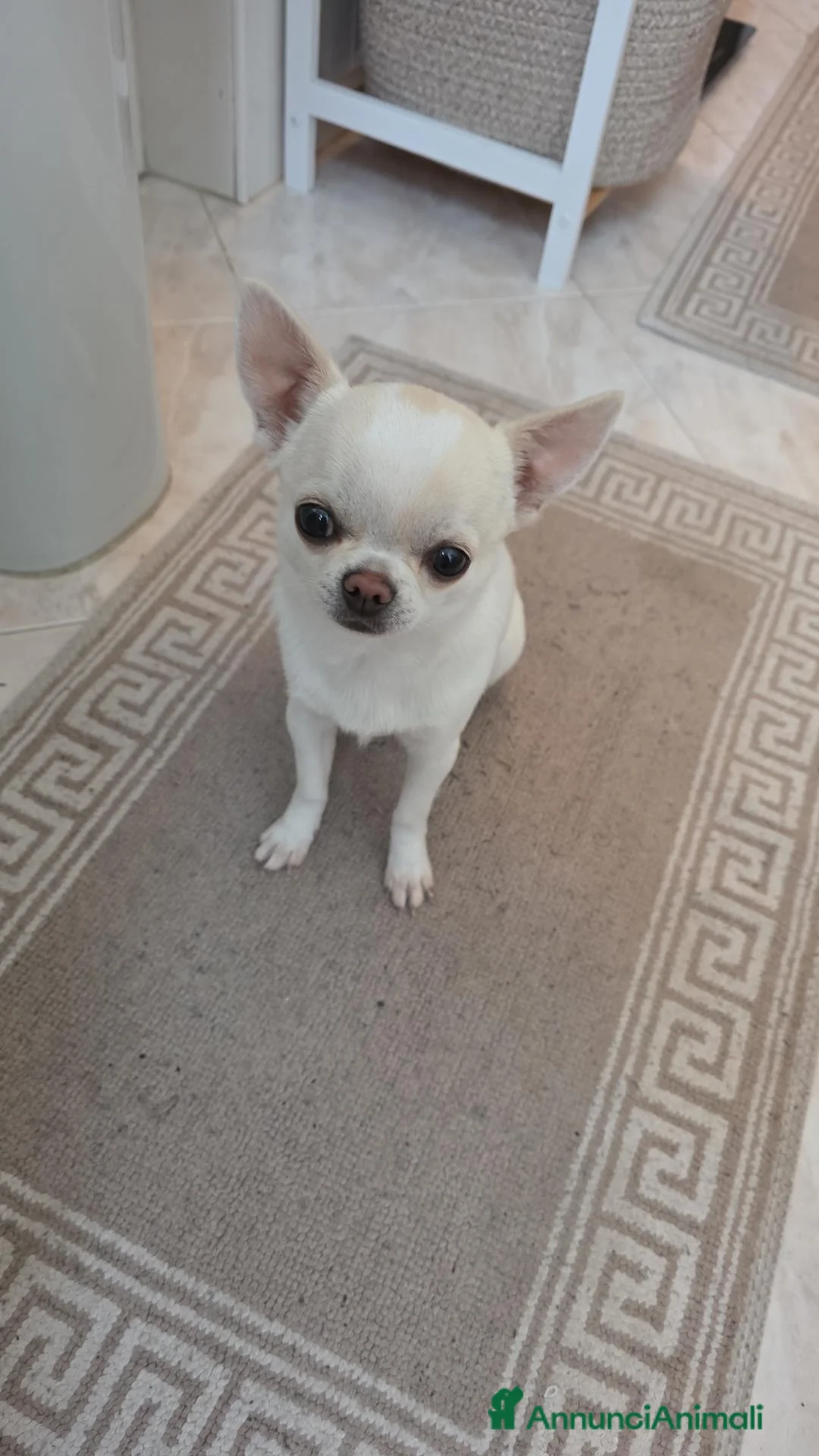 Chihuahua cani per accoppiamento: chihuahua per monta - Annuncio 20