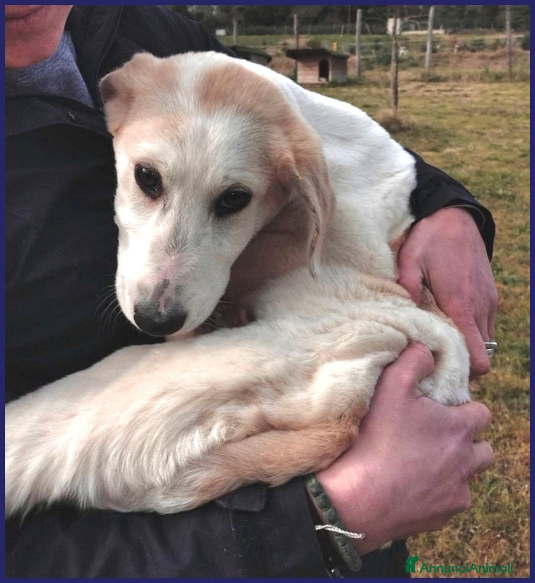 Meticcio cani in regalo: CACIARA, CUCCIOLETTA 3 MESI E MEZZO, PIENA DI GIOI a Città metropolitana di Milano - Annuncio 10