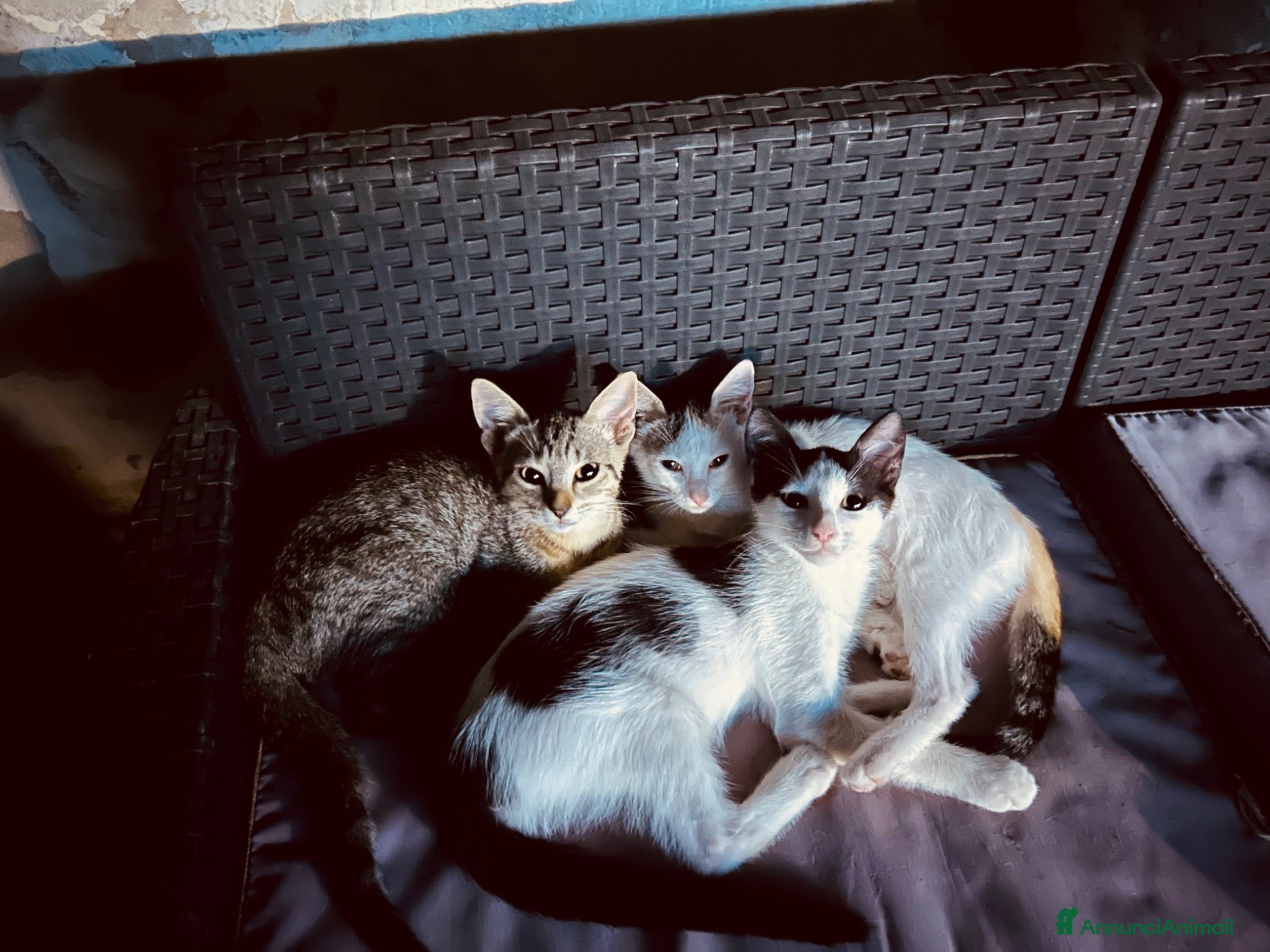 Meticcio gatti Gattini in regalo a Siracusa  - Annuncio 1