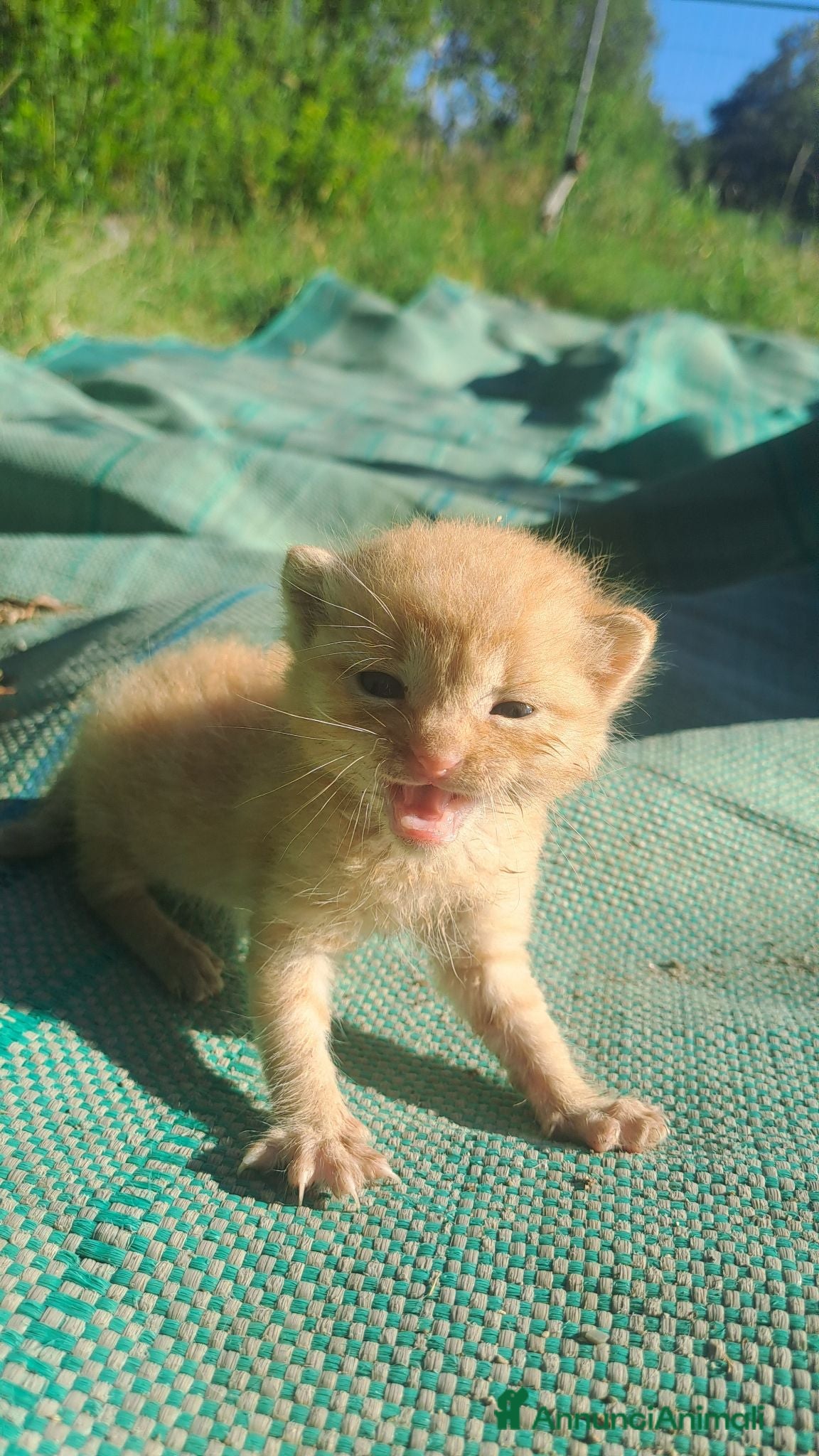 Europeo gatti Urgente: CUCCIOLO DI GATTO (MAZZANO BS) - Annuncio 2