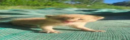 Europeo gatti in regalo: Urgente: CUCCIOLO DI GATTO (MAZZANO BS) - Annuncio 1
