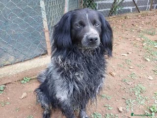 Altre razze cani Elliot a Provincia di Viterbo - Annuncio 4