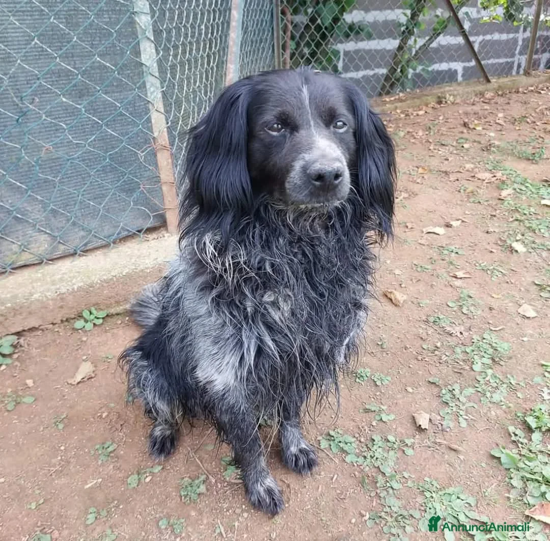 Altre razze cani in regalo: Elliot a Provincia di Viterbo - Annuncio 1