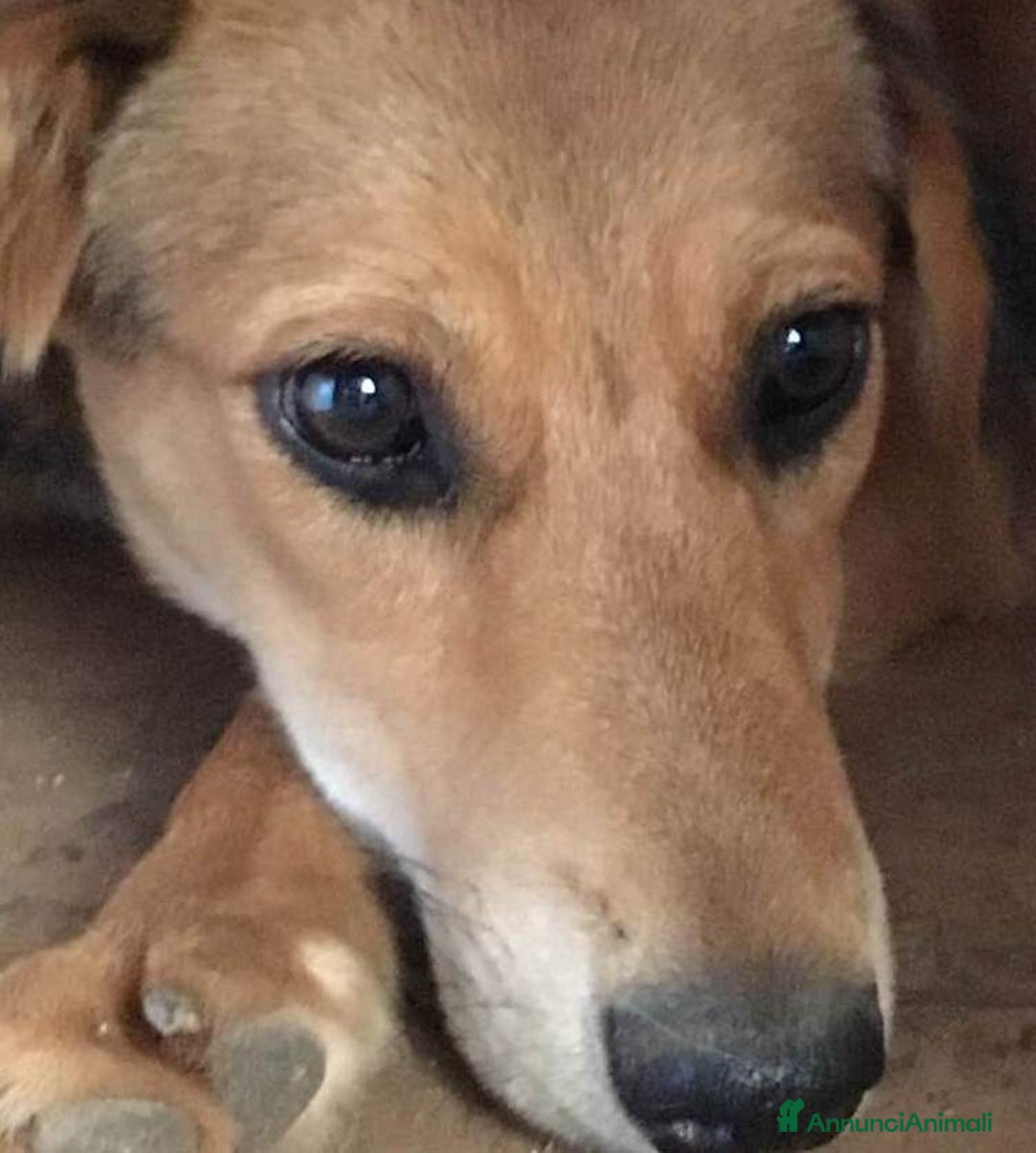 Meticcio cani in regalo: Adozione del cuore per cagnolina timida a Città metropolitana di Milano - Annuncio 2