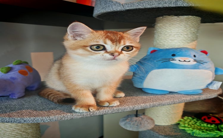 British gatti British - Annuncio 8