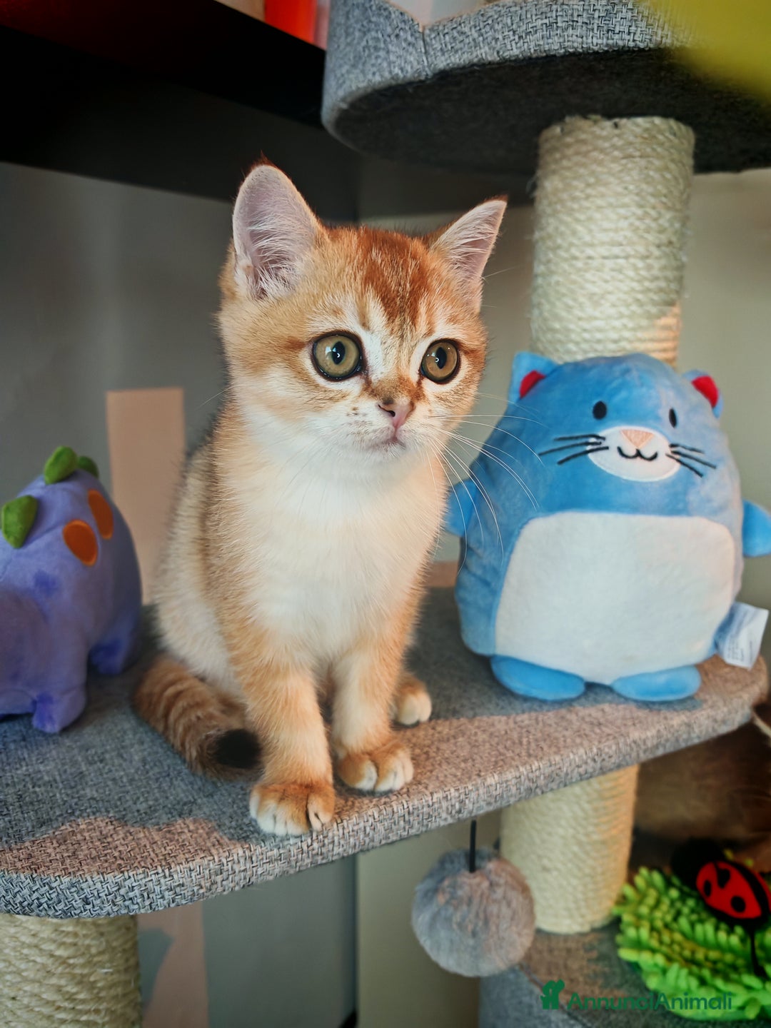 British gatti in vendita: British - Annuncio 1