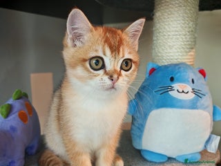 British gatti British - Annuncio 20