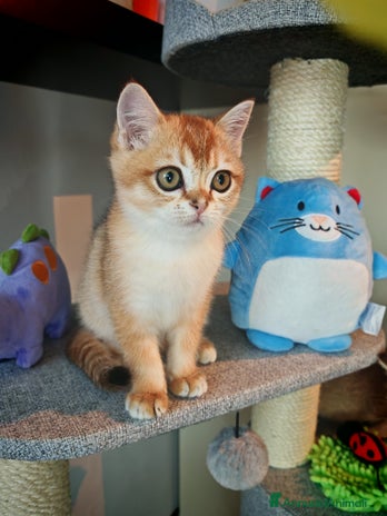 British gatti British - Annuncio 1