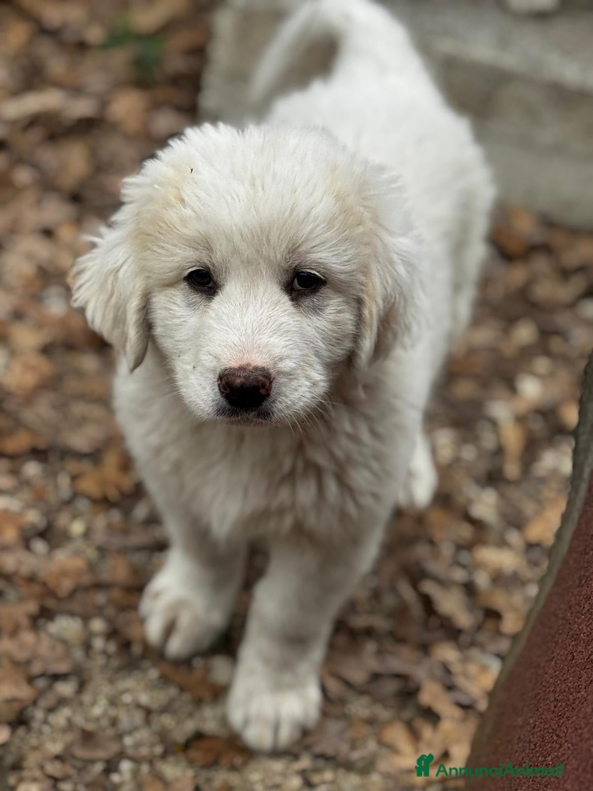 Meticcio cani Balù taglia grande - Annuncio 14