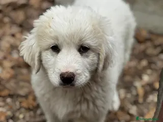 Meticcio cani Balù taglia grande - Annuncio 14