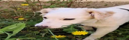 Meticcio cani in regalo: Eda cerca casa 🏡 a Provincia di Monza e della Brianza - Annuncio 6