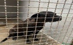 Cane Corso cani in regalo: Corso giovane,depressa,buona in box da 3anni!PUGLI a Città metropolitana di Milano - Immagine 3