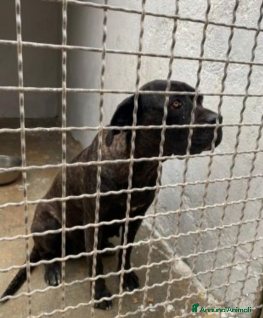 Cane Corso cani in regalo: Corso giovane,depressa,buona in box da 3anni!PUGLI a Città metropolitana di Milano - Immagine 3