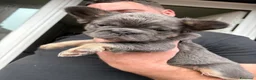 Bulldog Francese cani in vendita: Splendidi cuccioli di Bulldog francese a Città metropolitana di Milano - Annuncio 17
