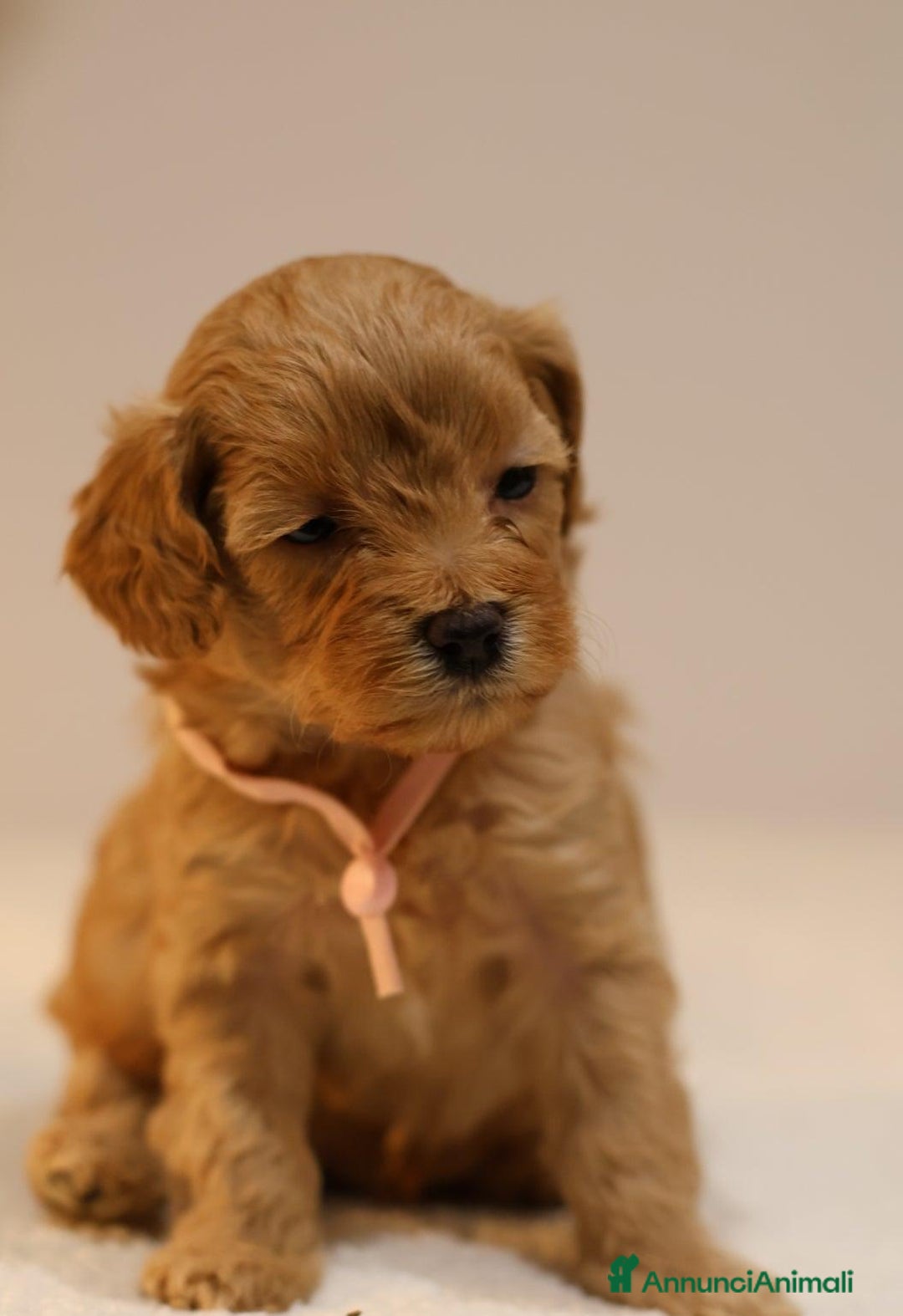 Meticcio cani in vendita: Cuccioli di F1BB Cavapoo Rosso & Crema - Annuncio 29