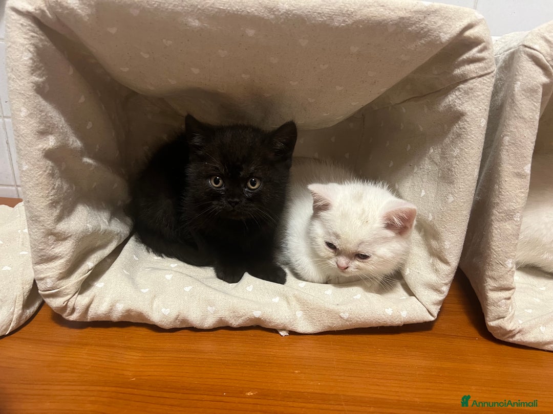 British gatti in vendita:  Cucciolata Gattini British Shorthair - Annuncio 3