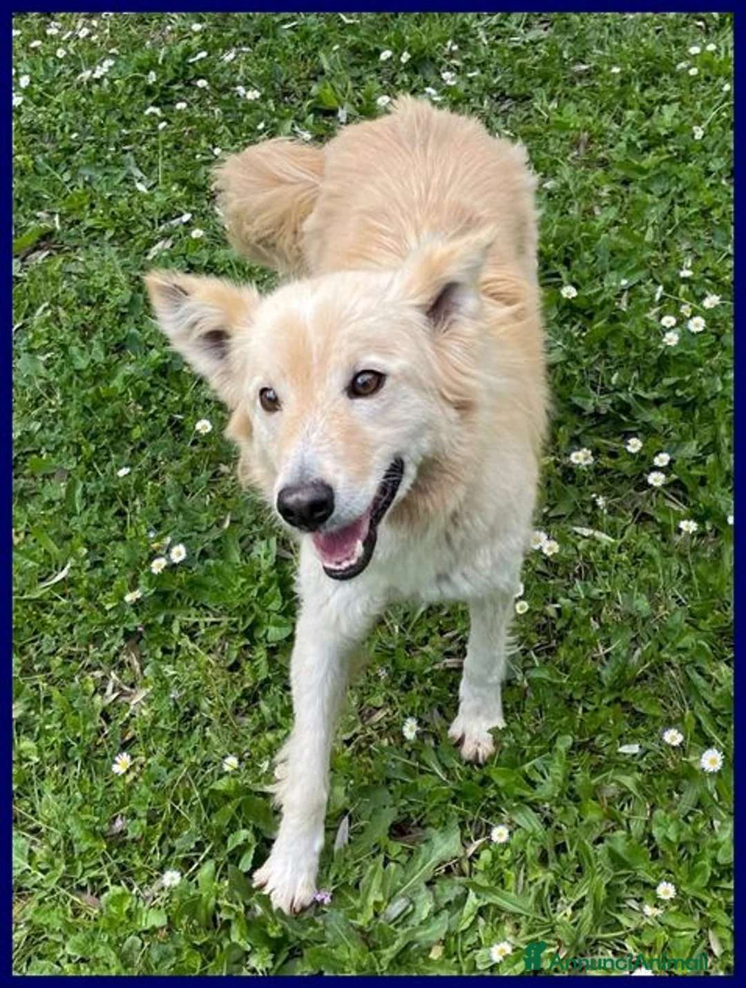 Meticcio cani in regalo: COTONE 6anni adora le persone dinamiche - Annuncio 7